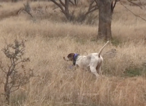 bird hunting texas hill country