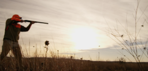 Hill Country quail hunting